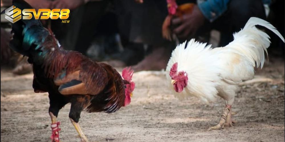 Tìm hiểu thông tin về màu mạng đá gà